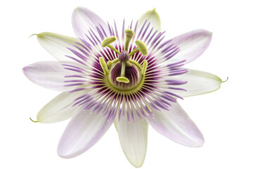  A passion flower icon with intricate, layered filaments and petals
