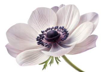  A delicate anemone flower icon with a dark center and smooth petals
