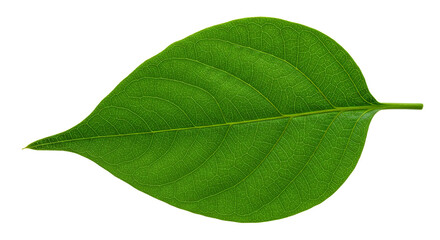 Obraz premium A vibrant green leaf, showcasing nature's intricate details in crisp, clear focus against a stark white background.