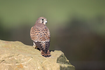 A beautiful close up portrait of a kestrel, Falco tinnunculus, as it poses standing on a rock. It has a natural out of focus background with copy space