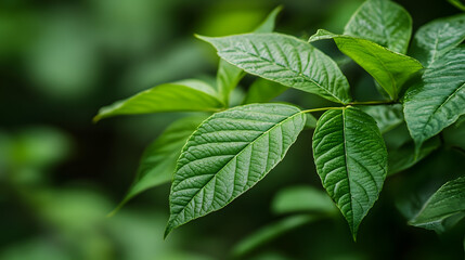 Fresh green leaves background with natural foliage.