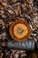 cross section of the sweet cherry trunk