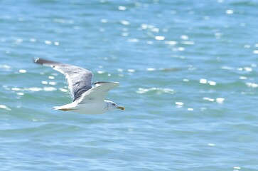 seagull in flight