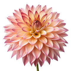 Fototapeta premium A dahlia flower icon with multiple layers of pointed petals