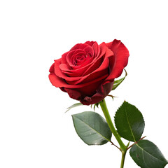 red rose isolated on white