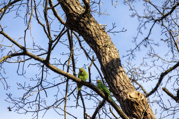 tree branches against blue sky