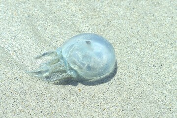 jellyfish on the beach © Janaka