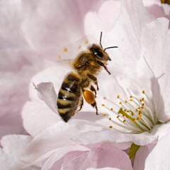 Biene im Flug