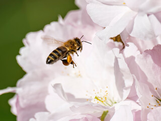 Biene im Flug