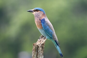 lilac breasted roller