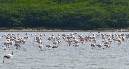 Fototapeta premium flock of flamingos