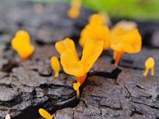 Dacryopinax spathularia or yellow fungus that grows on rotten and damp wood 