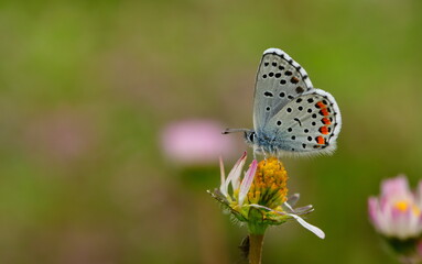 Pseudophilotes vicrama 1409
