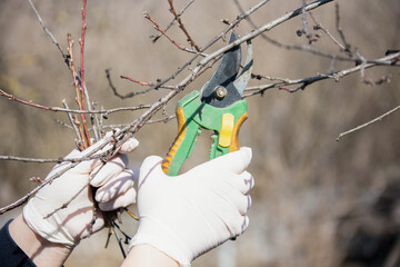 Female hands doing spring pruning of fruit trees with pruning shears, garden care. High quality...