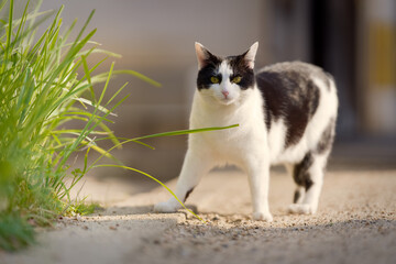 春、活発になり始める野良猫