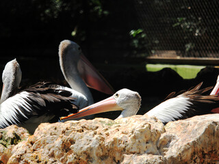 Three Australian pelicans resting peacefully on rocks under sunlight in a zoo enclosure with natural surroundings