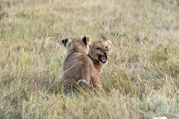 Wild cute lions , In botswana ,Africa