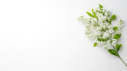 Fototapeta premium White delicate flowers with green leaves arranged in a minimalist composition on a clean white background, and serene and elegant floral arrangement.