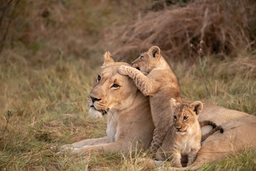 Wild cute lions , In botswana ,Savuti Africa © Davide Antoniani