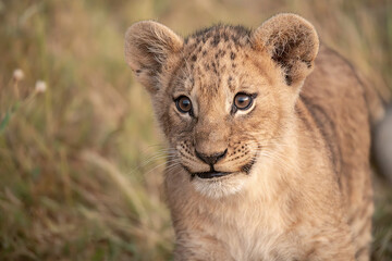 Wild cute lions , In botswana ,Africa
