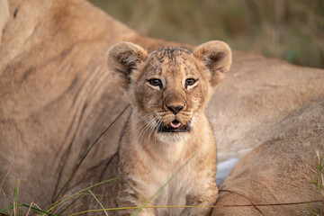Wild cute lions , In botswana ,Africa