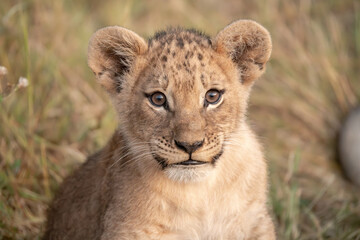 Wild cute lions , In botswana ,Africa