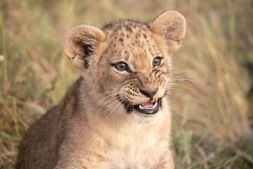 Wild cute lions , In botswana ,Africa