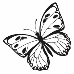 silhouette of a butterfly