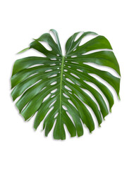 Monstera deliciosa 4