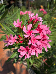 Nerium oleander 1