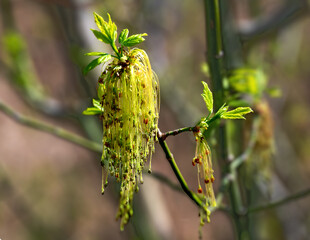 Obraz premium male inflorescences of an ash leaved maple in spring at Tulln, Austria