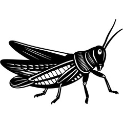 Giant red-winged grasshopper, tropidurids cristata in profile view. Illustration after antique engraving 