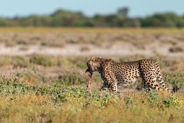 wild cheetah in botswana , Africa