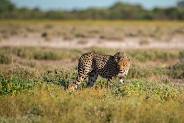 wild cheetah in botswana , Africa