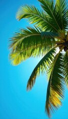 Obraz premium Palm tree's crown against vibrant blue sky, sunlit fronds , leaves, silhouette