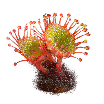 Sundew png carnivorous plant png delicate sundew png natural sundew png unique sundew png botanical sundew png transparent background image