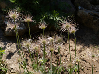 Fading Pulsatilla vulgaris close-up in sunlight