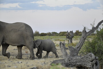 Obraz premium Majestic Bull Elephant in the Savannah Light – Animal of Africa