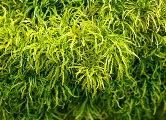 A green plant with long, thin leaves