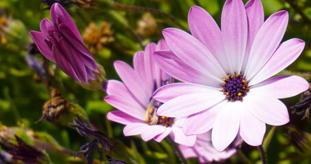 Osteospermum ecklonis flowers or Cape Marguerite,Dimorphotheca purple daisy growing in the garden of Tenerife,Canary Islands,Spain.Floral background.