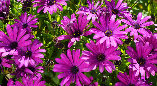 Osteospermum ecklonis flowers or Cape Marguerite,Dimorphotheca purple daisy growing in the garden of Tenerife,Canary Islands,Spain.Floral background.