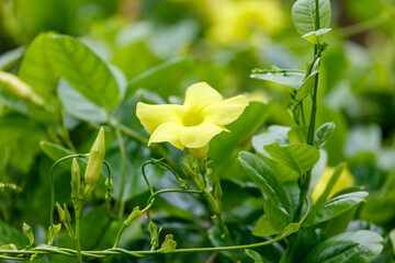 A yellow flower is in the middle of a green bush