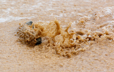 A small animal is in the water, and the water is brown