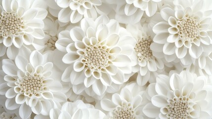 White Dahlia Flowers in Full Bloom Soft Focus Floral Background