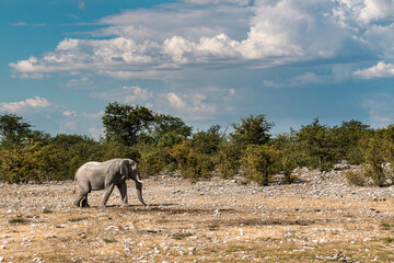 Majestic Bull Elephant in the Savannah Light – Animal of Africa
