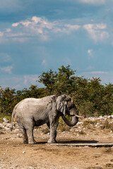 Fototapeta premium Majestic Bull Elephant in the Savannah Light – Animal of Africa