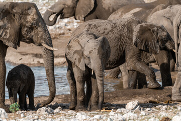 Majestic Bull Elephant in the Savannah Light – Animal of Africa