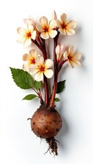 Licorice dry roots with flowers on white background,  herbal,  natural remedy