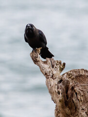 A black crow is perched on a tree branch