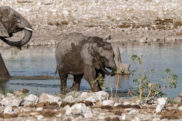 wild african elephant . safari botswana